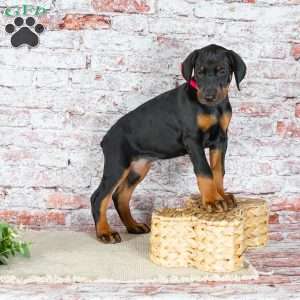 Mia, Doberman Pinscher Puppy
